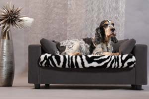 luxury dog relax
