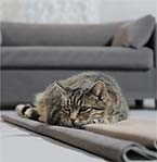 Removable cover for pet sofa