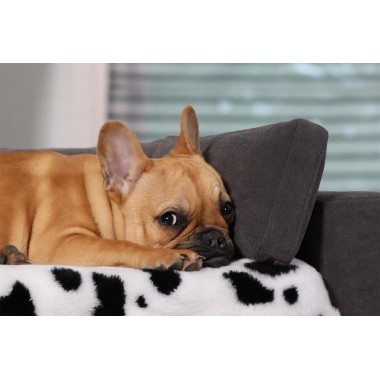 Dog beds & accessories 