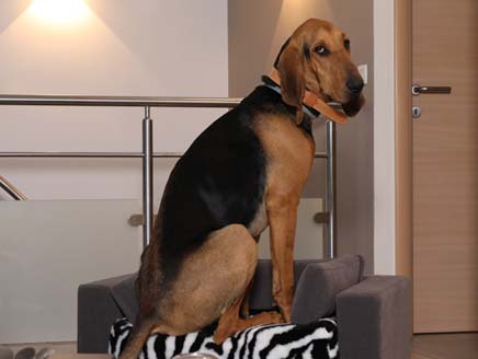 Bien choisir la taille du canapé pour votre chat ou votre chien