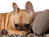 Canapé luxe chiens et chats Giusypop en pack promo