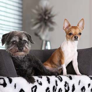 Canapé luxe pour chien original déhoussable orthopédique