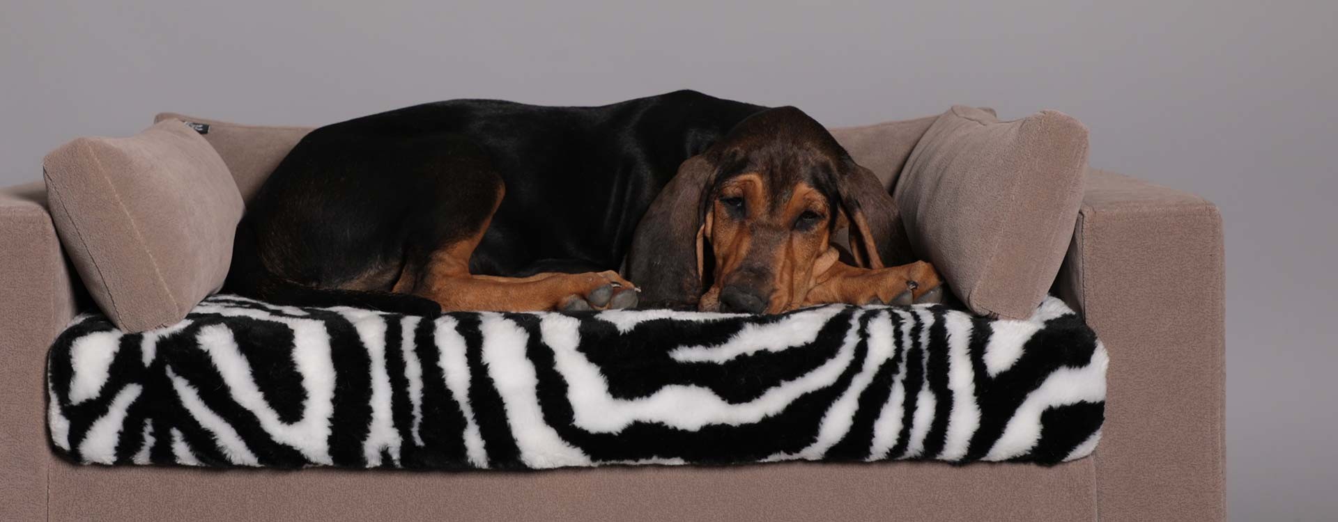 Che tipo di divano per il tuo cane o gatto?