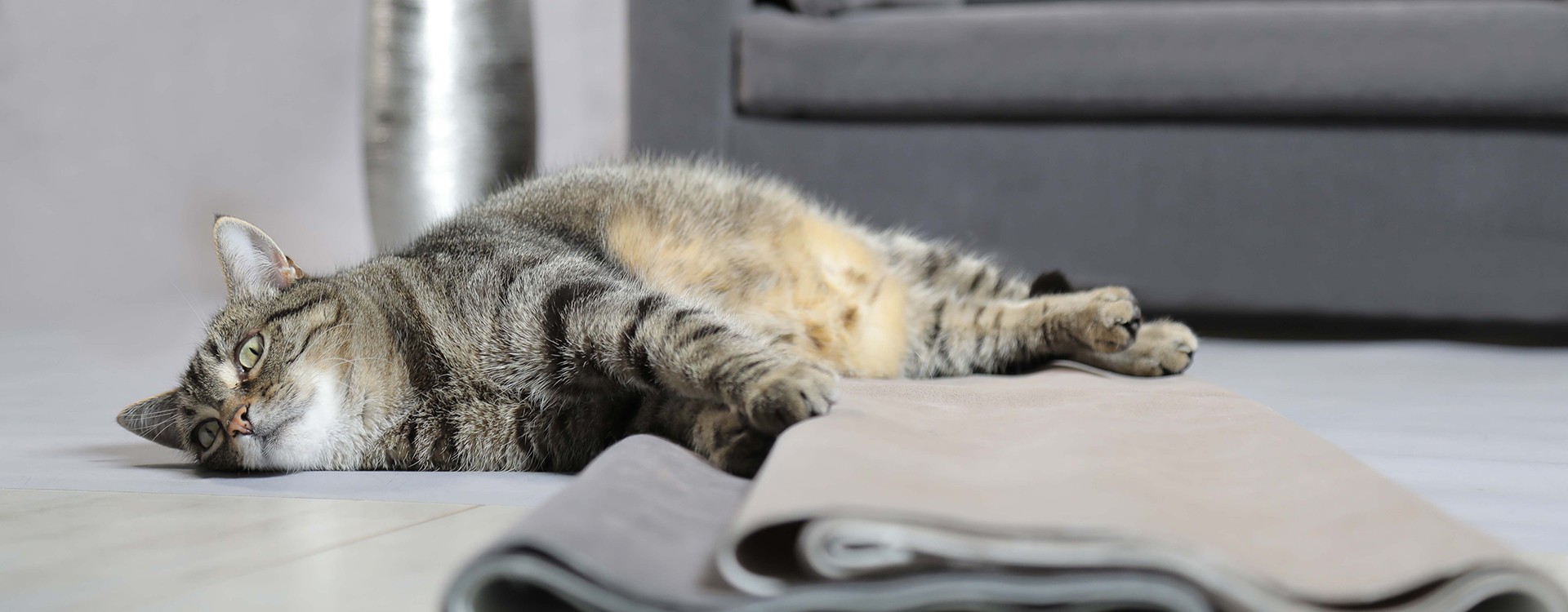 Che rivestimento scegliere per il divano per il tuo cane o gatto?