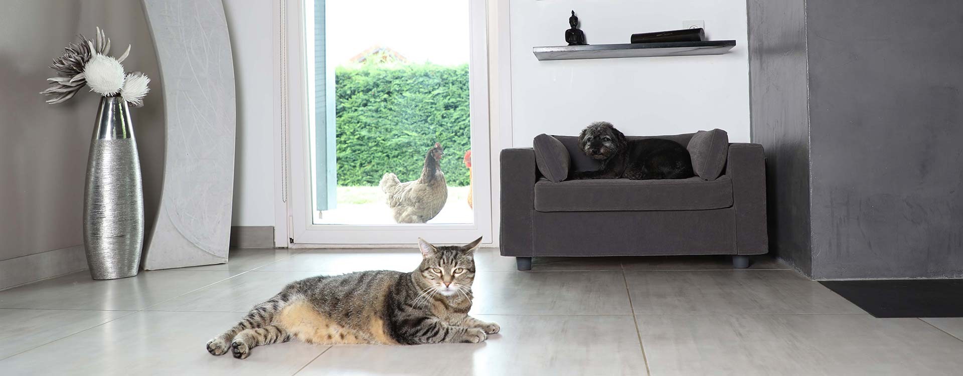 Which location to choose for the sofa for your dog or cat