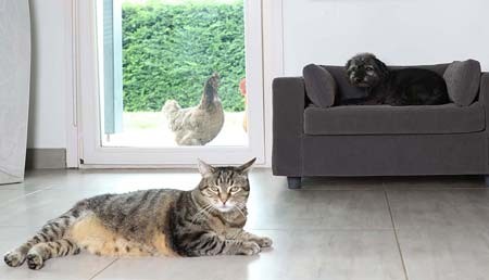 Dove sistemare il divano per il tuo cane o gatto?