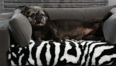 Che misura scegliere per il divano del tuo cane o gatto?