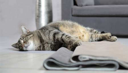 Che rivestimento scegliere per il divano per il tuo cane o gatto?